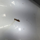 01-06 BMW E46 M3 Driver Left Fender Titan Silver *Rust*